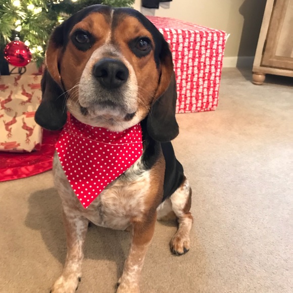 christmas pet bandanas